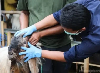 What do veterinarians doctor say regarding animal care?