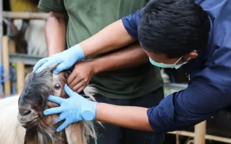 What do veterinarians doctor say regarding animal care?