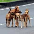 Rising incidents of dog bites in Sindh