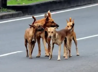 Rising incidents of dog bites in Sindh