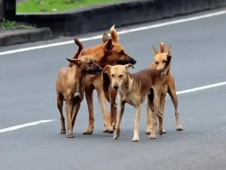 Rising incidents of dog bites in Sindh