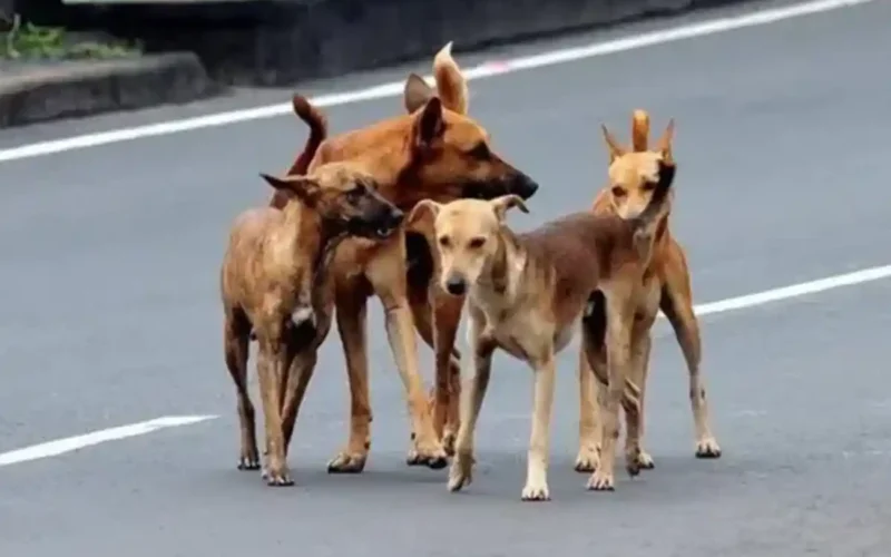 Rising incidents of dog bites in Sindh